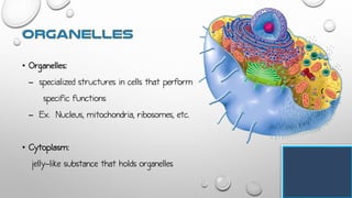 • Organelles:
- specialized structures in cells that perform
specific functions
- Ex. Nucleus, mitochondria, ribosomes, etc.
• Cytoplasm:
jelly-like substance that holds organelles
 