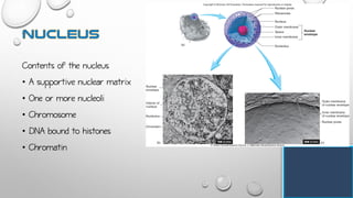 Contents of the nucleus
• A supportive nuclear matrix
• One or more nucleoli
• Chromosome
• DNA bound to histones
• Chromatin
 