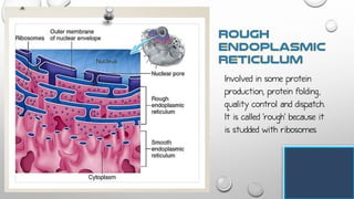 Involved in some protein
production, protein folding,
quality control and dispatch.
It is called 'rough' because it
is studded with ribosomes
 