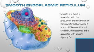 • Smooth E R (SER) is
associated with the
production and metabolism of
fats and steroid hormones. It
is 'smooth' because it is not
studded with ribosomes and is
associated with smooth
slippery fat
 
