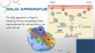 The Golgi apparatus is integral in
modifying, sorting, and packaging these
macromolecules for cell secretion or use
within the cell
 