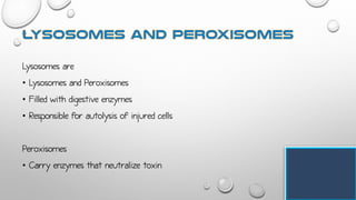 Lysosomes are
• Lysosomes and Peroxisomes
• Filled with digestive enzymes
• Responsible for autolysis of injured cells
Peroxisomes
• Carry enzymes that neutralize toxin
 