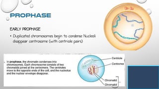 EARLY PROPHASE
• Duplicated chromosomes begin to condense Nucleoli
disappear centrosome (with centriole pairs)
 