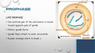 LATE PROPHASE
• One centriole pair of the centrosome is moved
toward opposite pole of spindle.
• Mitotic spindle forms
• Spindle fibers attach to sister chromatids
• Nuclear envelope starts to break u
 
