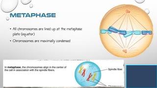 • All chromosomes are lined up at the metaphase
plate (equator)
• Chromosomes are maximally condensed
 