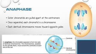 • Sister chromatids are pulled apart at the centromere
• Once separated, each chromatid is a chromosome
• Each identical chromosome moves toward opposite poles
 