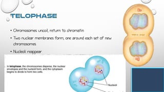 • Chromosomes uncoil, return to chromatin
• Two nuclear membranes form, one around each set of new
chromosomes
• Nucleoli reappear
 