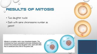 • Two daughter nuclei
• Each with same chromosome number as
parent
 