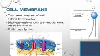 • The outermost component of a cell
• Extracellular / Intracellular
• Selective permeable wall which determines what moves
into and out of the cell
• Double phospholipid layer
 