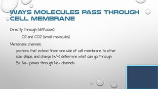 Directly through (diffusion):
O2 and CO2 (small molecules)
Membrane channels:
proteins that extend from one side of cell membrane to other
size, shape, and charge (+/-) determine what can go through
Ex. Na+ passes through Na+ channels
 