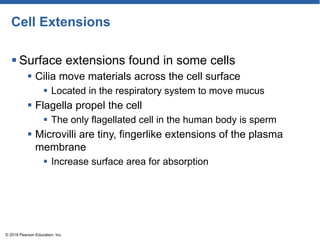CHAPTER 3: Anatomy and Physiology- Cells and Tissue | PPT
