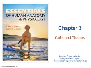 Chapter 3
Cells and Tissues
Lecture Presentation by
Patty Bostwick-Taylor
Florence-Darlington Technical College
© 2018 Pearson Education, Inc.
 