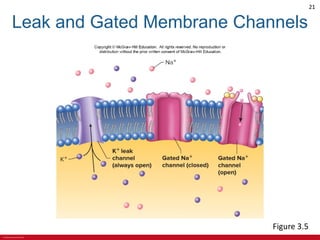 CHAPTER 3 Cell Structures and Their Functions Lecture Outline.pdf