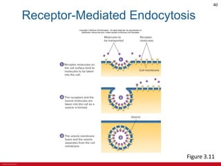 CHAPTER 3 Cell Structures and Their Functions Lecture Outline.pdf