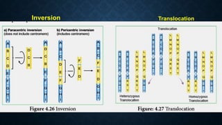 Chapter 3 chromosomal basis of inheritance | PPTX