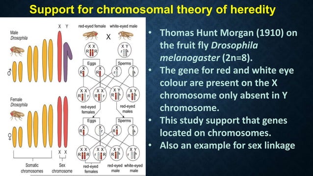 Chapter 3 chromosomal basis of inheritance | PPTX | Genetics | Science