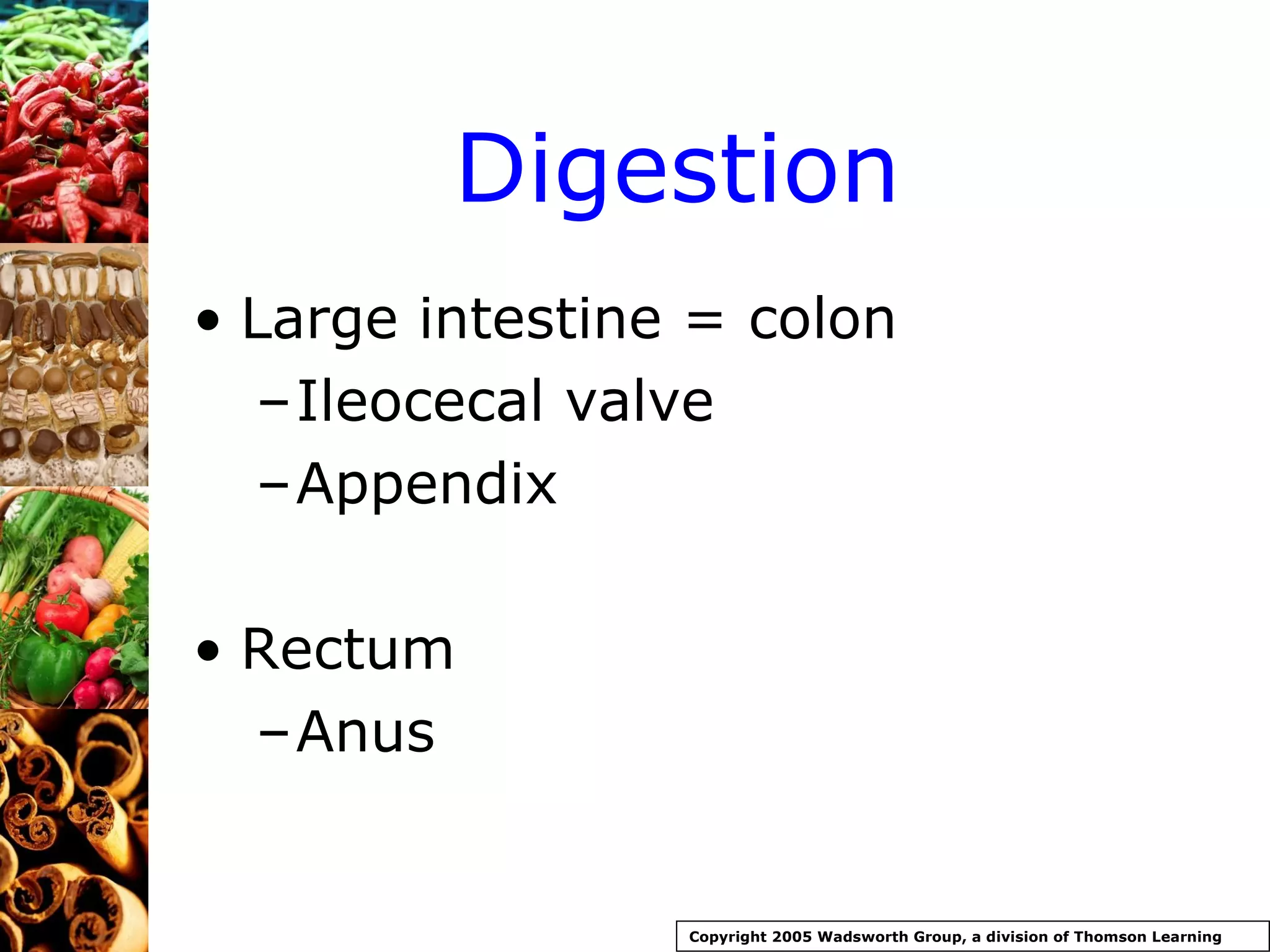 Digestion Large intestine = colon Ileocecal valve Appendix Rectum Anus Copyright 2005 Wadsworth Group, a division of Thomson Learning 