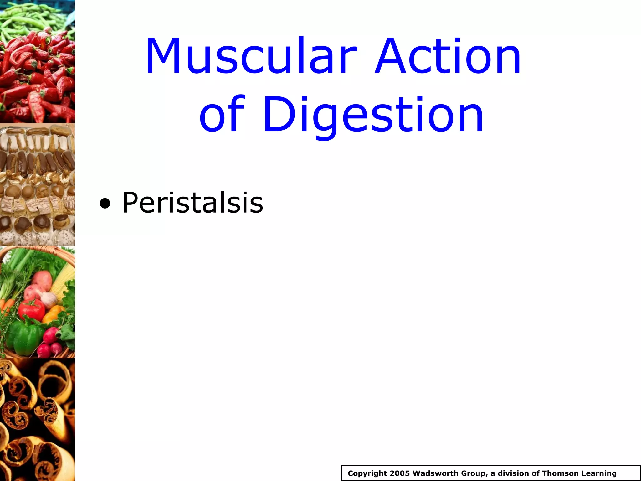 Muscular Action  of Digestion Peristalsis Copyright 2005 Wadsworth Group, a division of Thomson Learning 