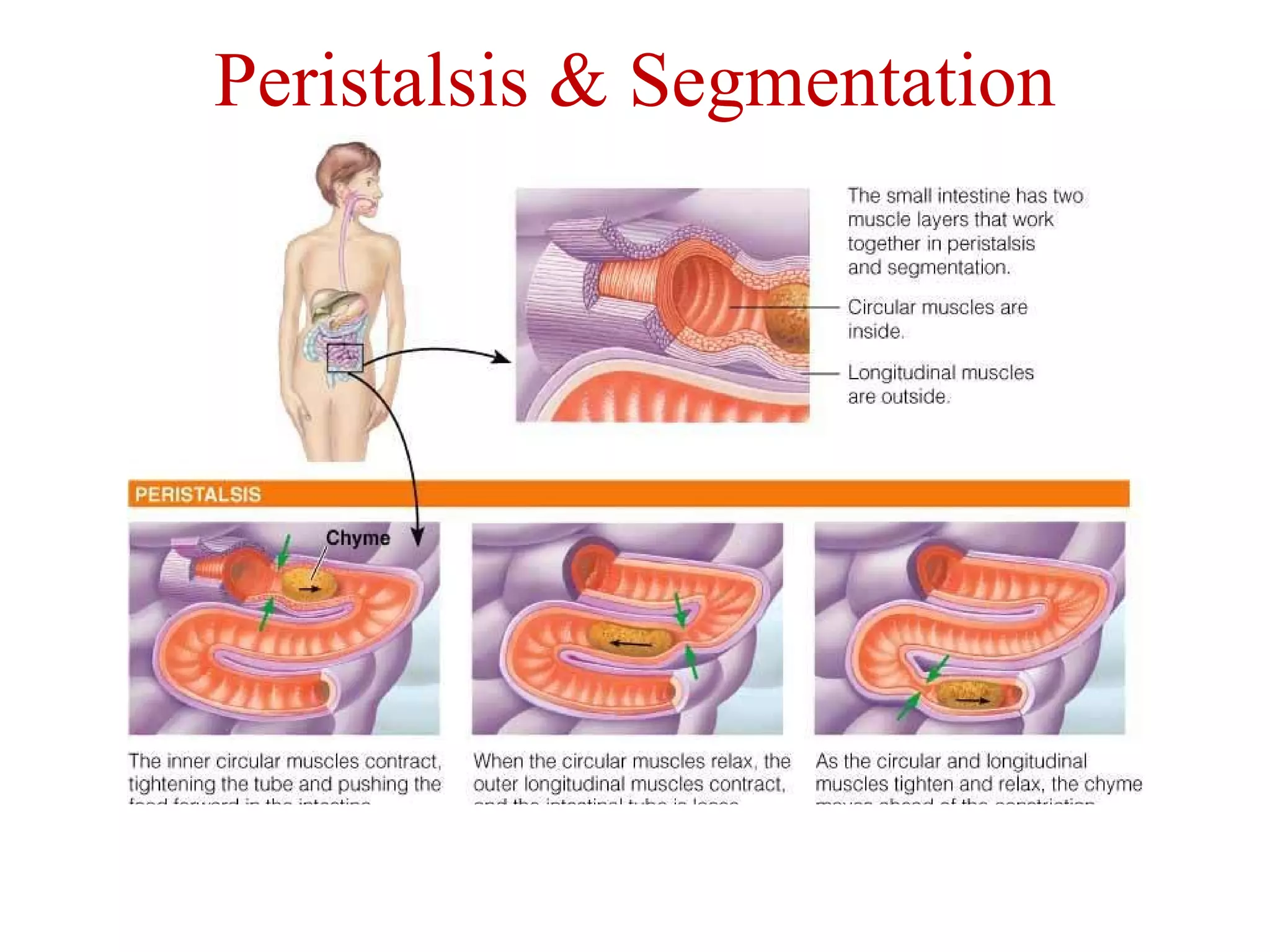 Peristalsis & Segmentation 