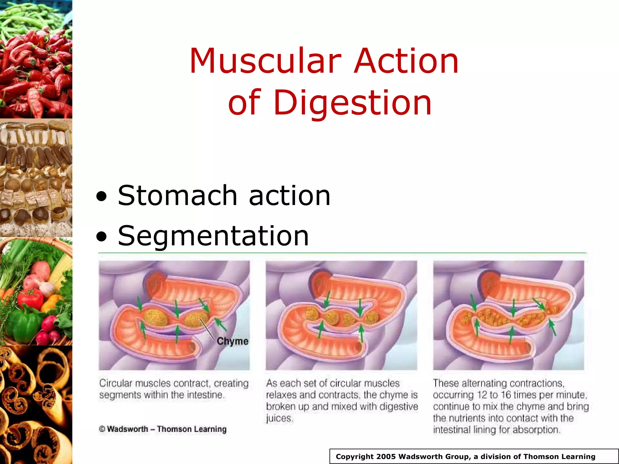 Muscular Action  of Digestion Stomach action Segmentation Copyright 2005 Wadsworth Group, a division of Thomson Learning 