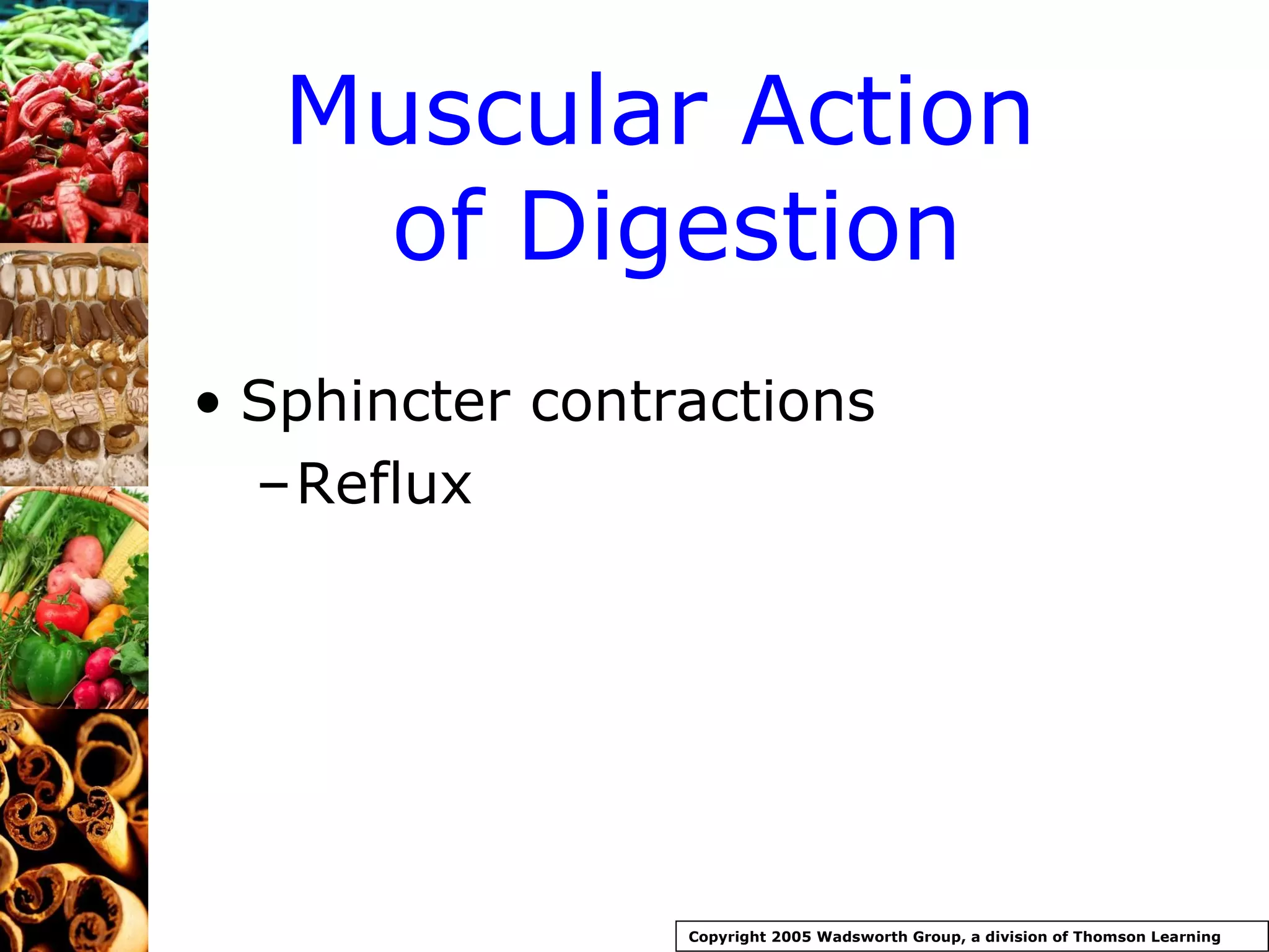 Muscular Action  of Digestion Sphincter contractions Reflux Copyright 2005 Wadsworth Group, a division of Thomson Learning 