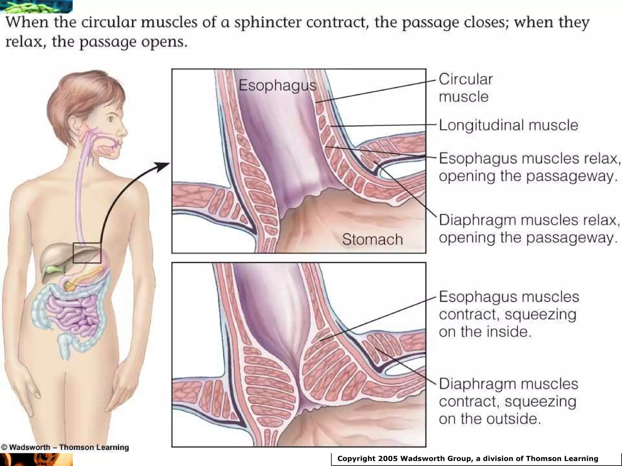 Copyright 2005 Wadsworth Group, a division of Thomson Learning 