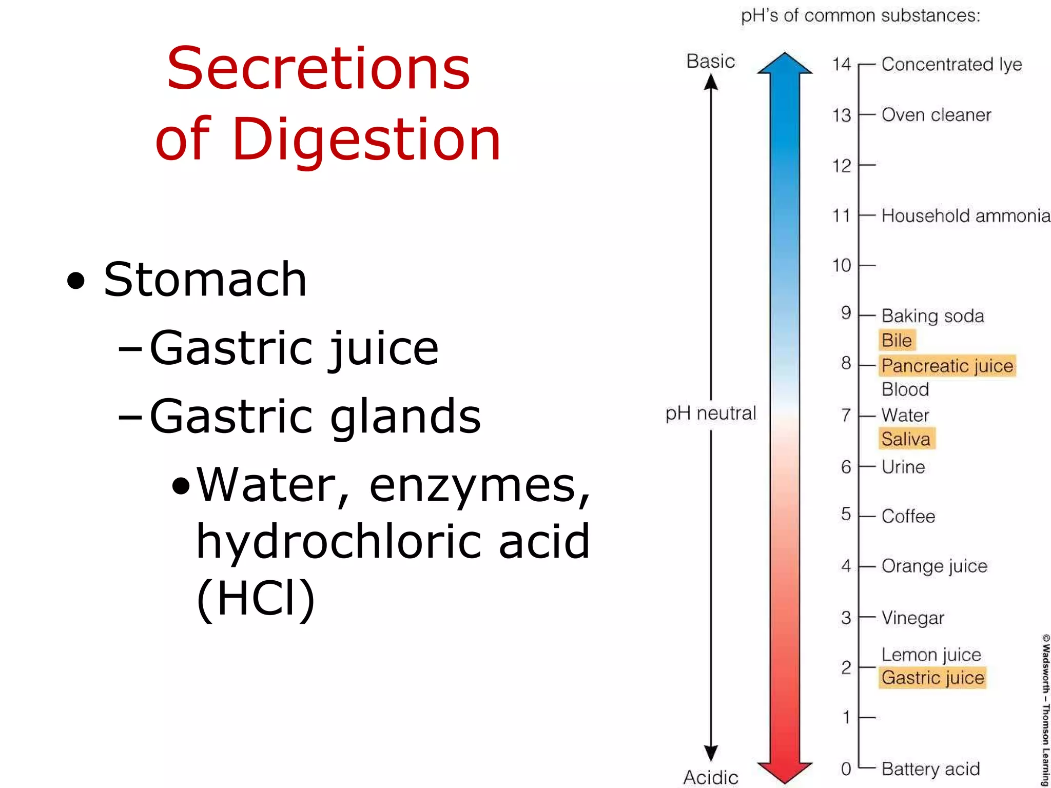 Secretions  of Digestion Stomach Gastric juice Gastric glands Water, enzymes, hydrochloric acid (HCl) 