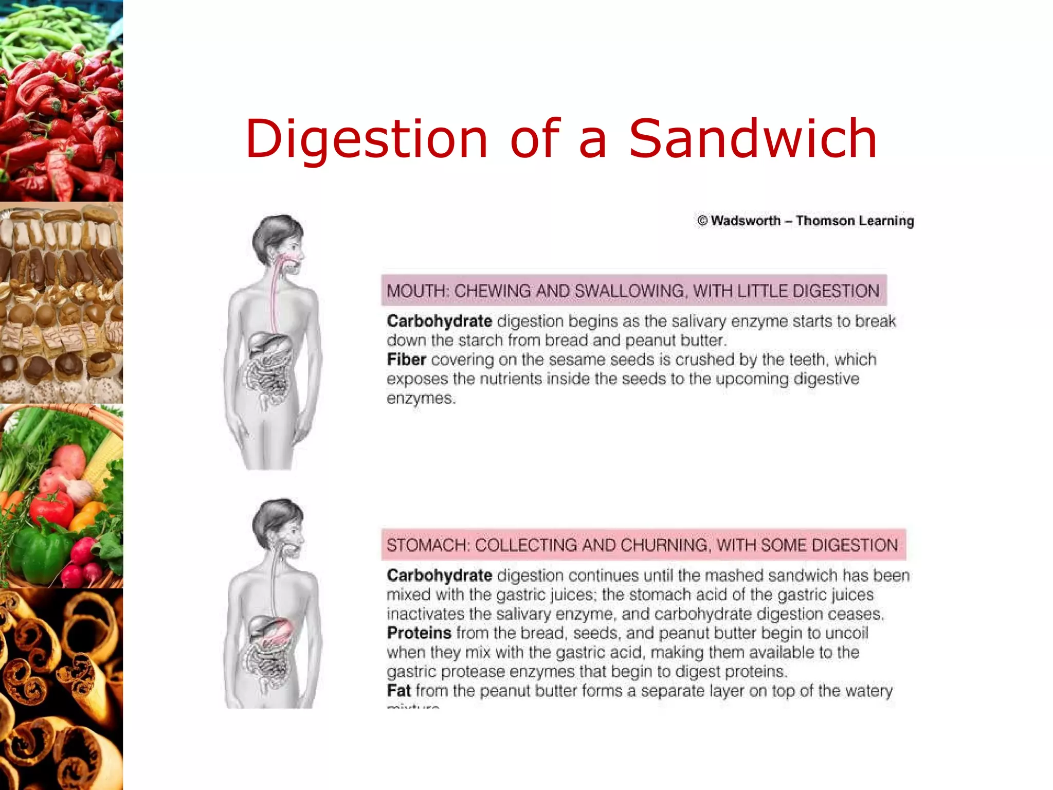 Digestion of a Sandwich 