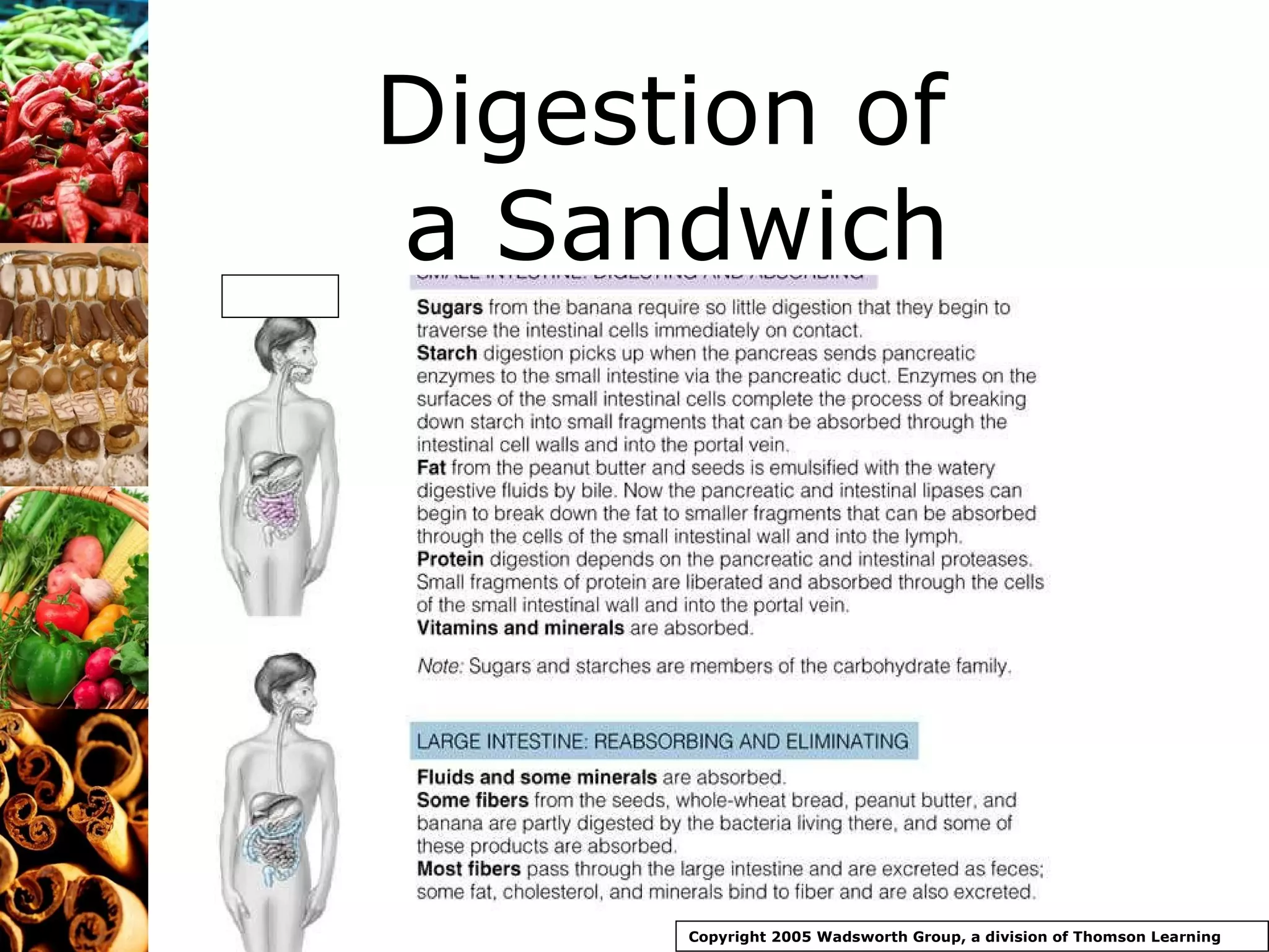 Digestion of  a Sandwich Copyright 2005 Wadsworth Group, a division of Thomson Learning 