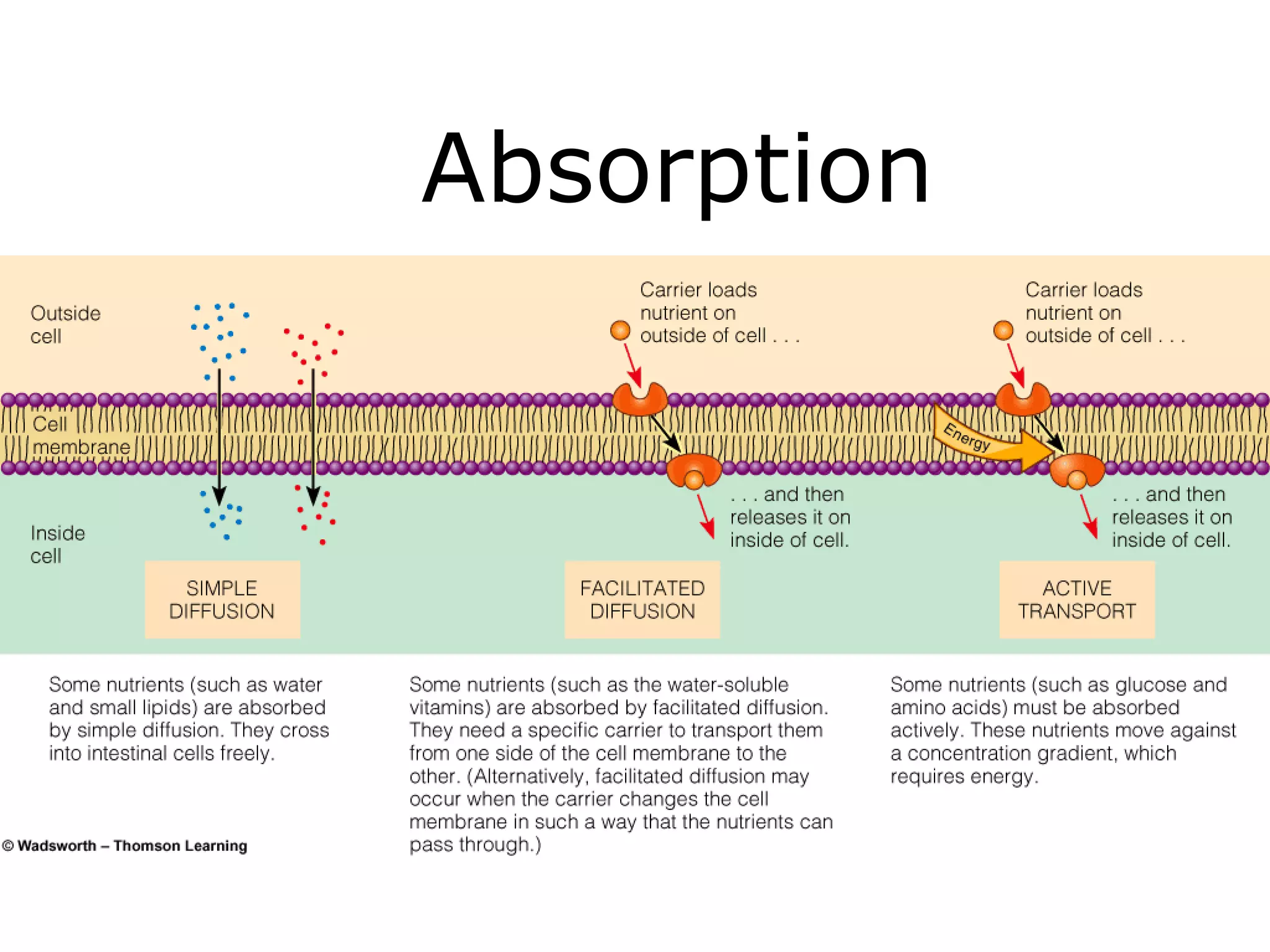 Absorption 