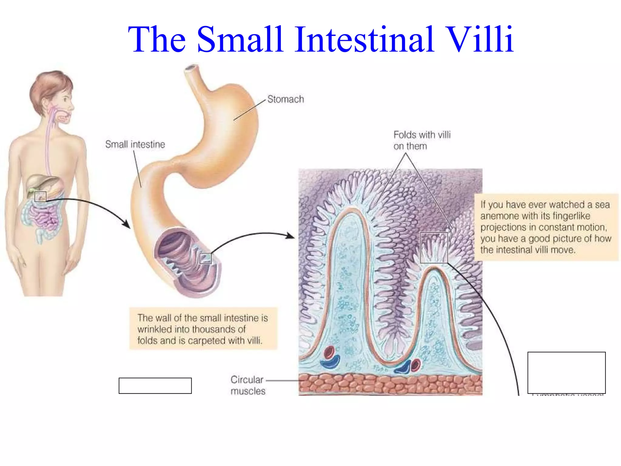 The Small Intestinal Villi 