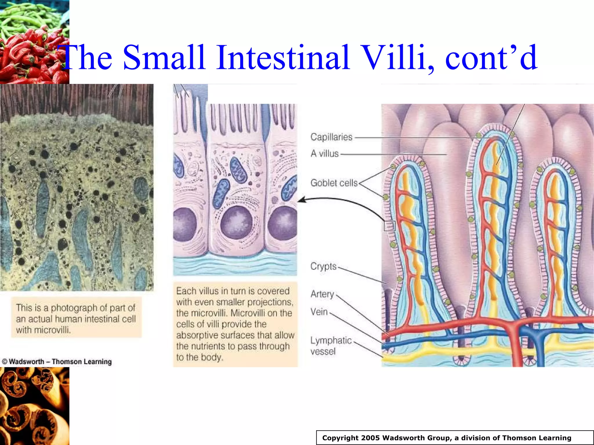 The Small Intestinal Villi, cont’d Copyright 2005 Wadsworth Group, a division of Thomson Learning 