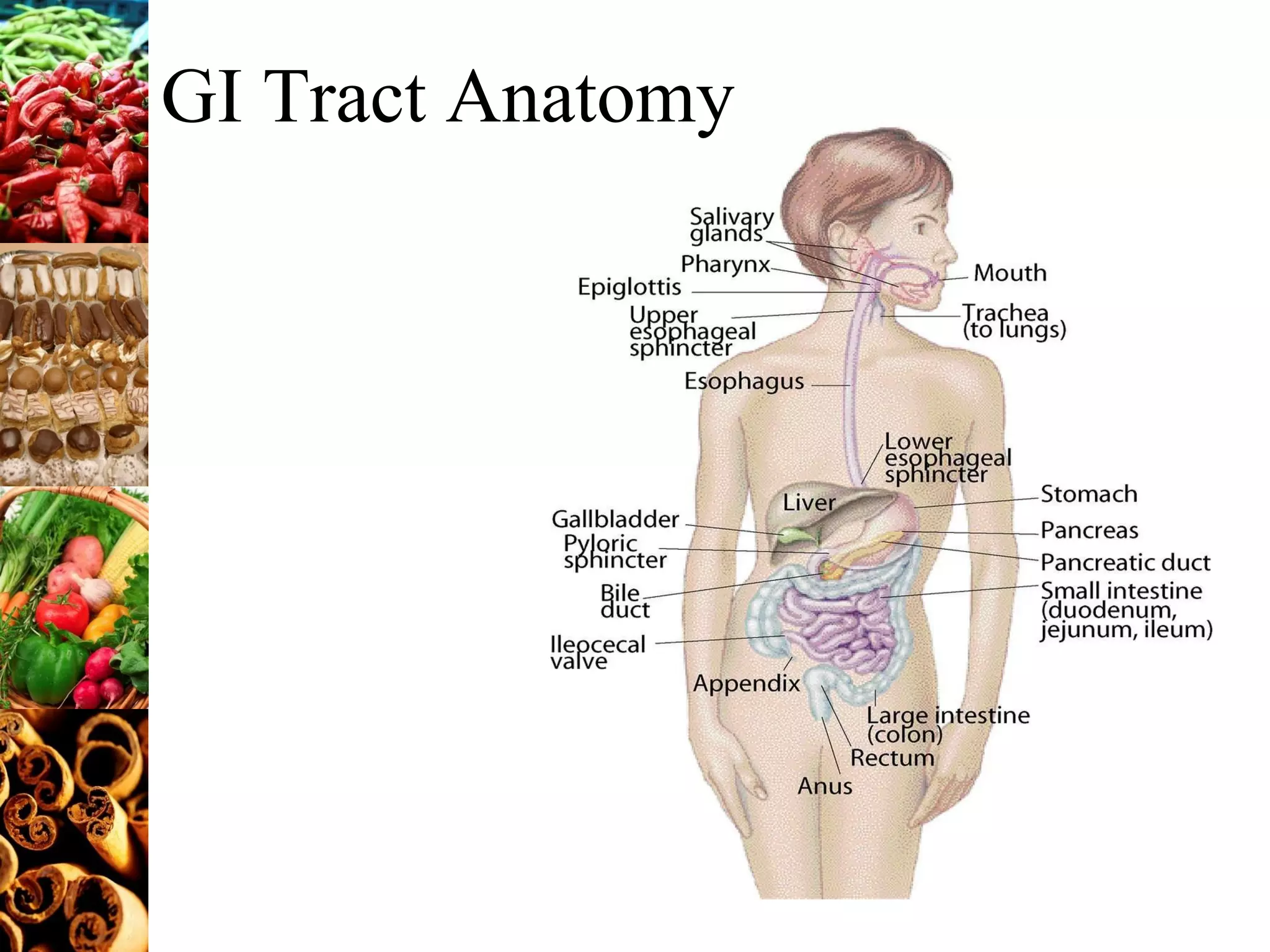 GI Tract Anatomy 