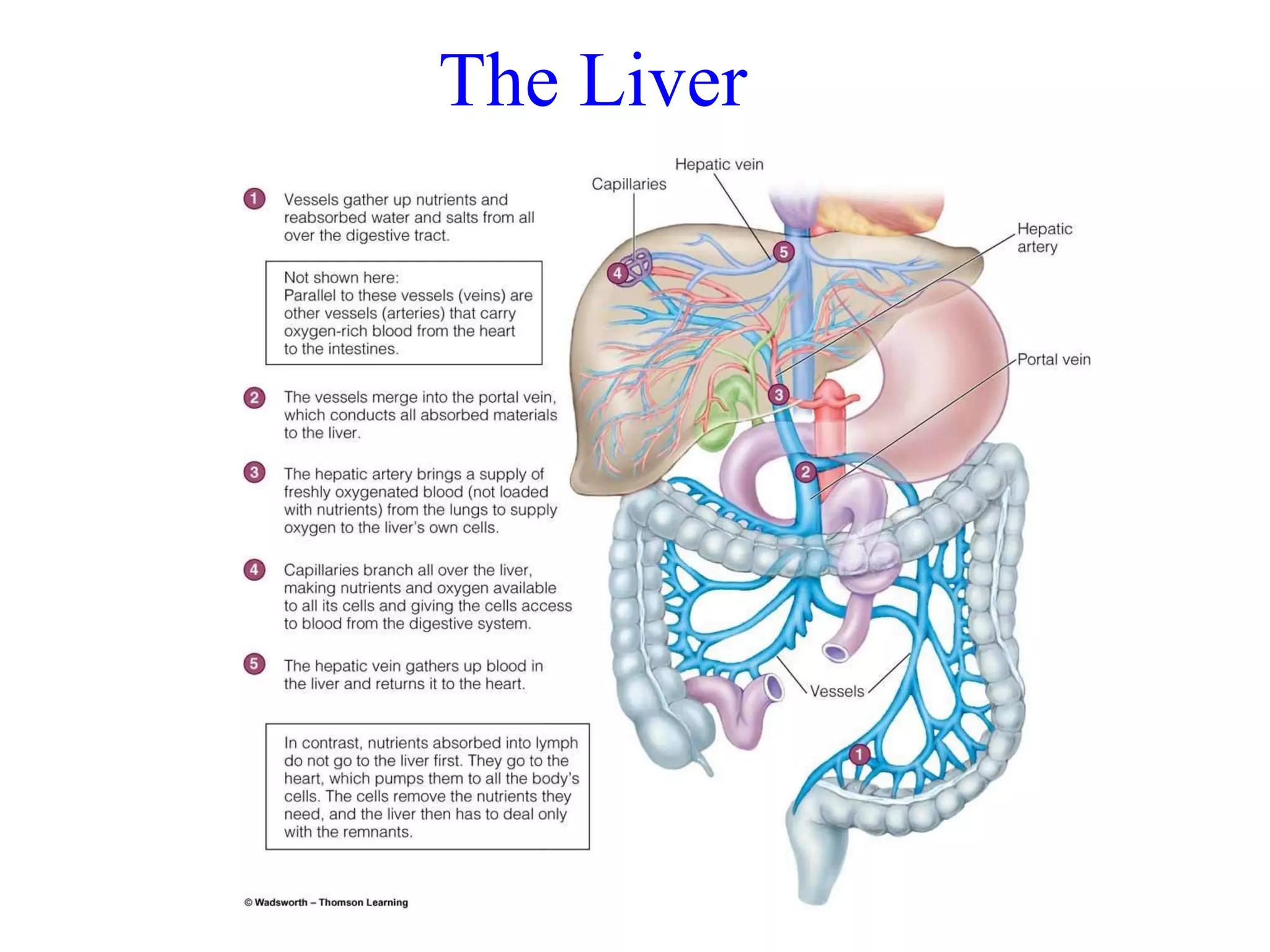 The Liver 