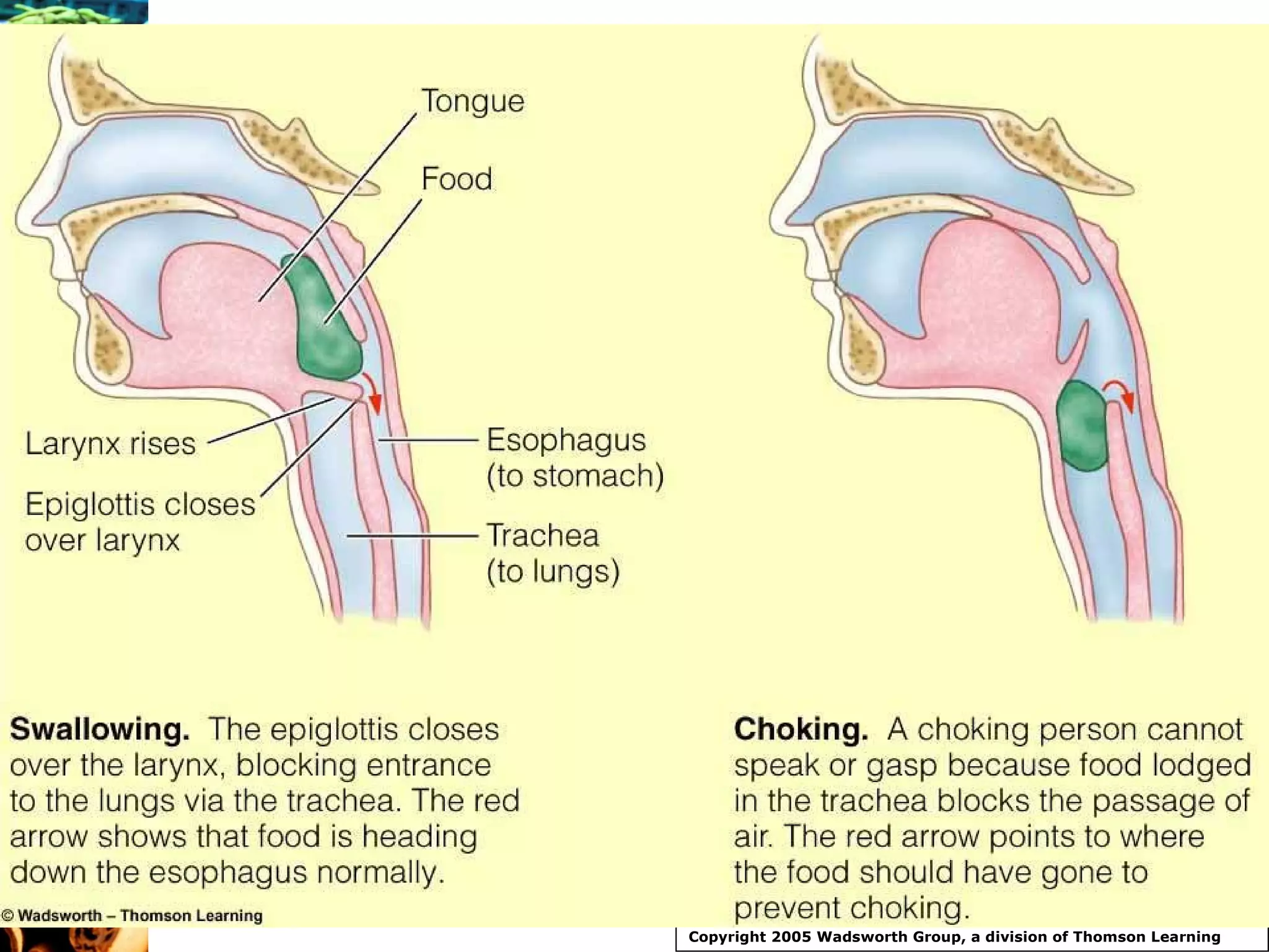 Copyright 2005 Wadsworth Group, a division of Thomson Learning 