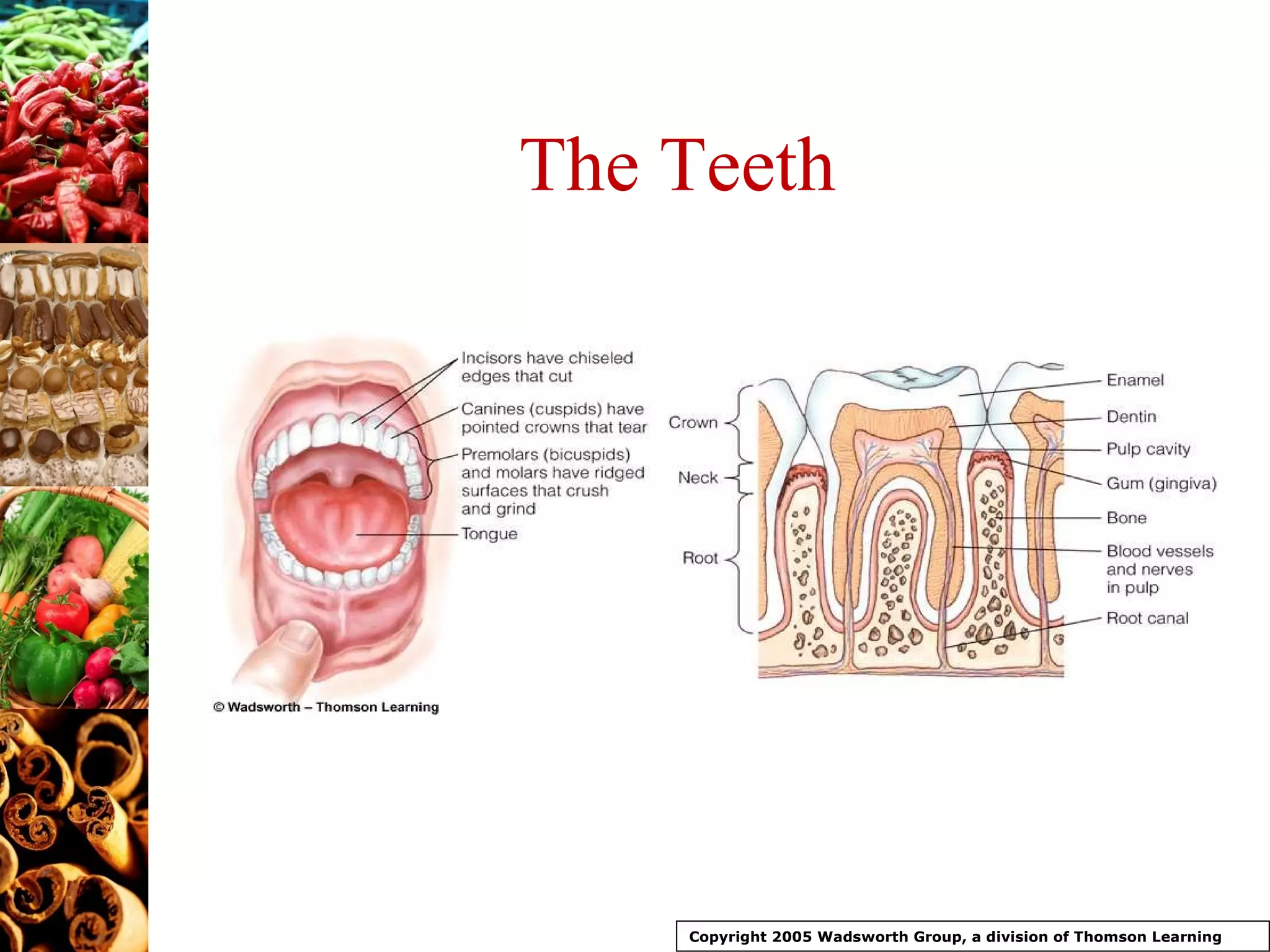 The Teeth Copyright 2005 Wadsworth Group, a division of Thomson Learning 