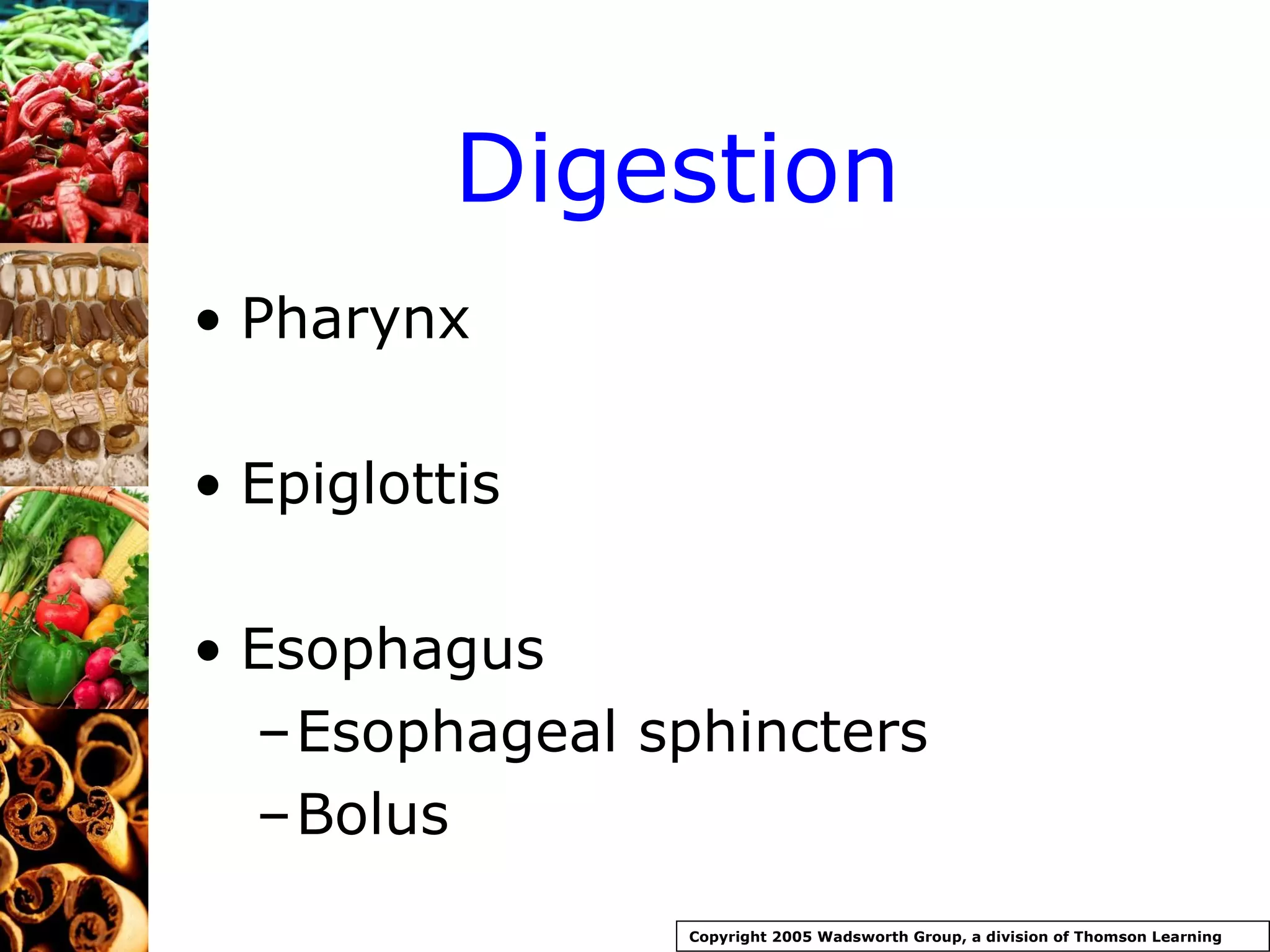 Digestion Pharynx Epiglottis  Esophagus Esophageal sphincters Bolus Copyright 2005 Wadsworth Group, a division of Thomson Learning 