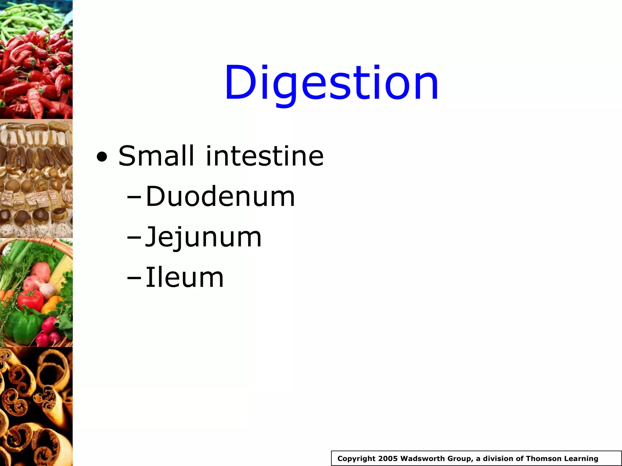 Digestion Small intestine Duodenum Jejunum Ileum Copyright 2005 Wadsworth Group, a division of Thomson Learning 