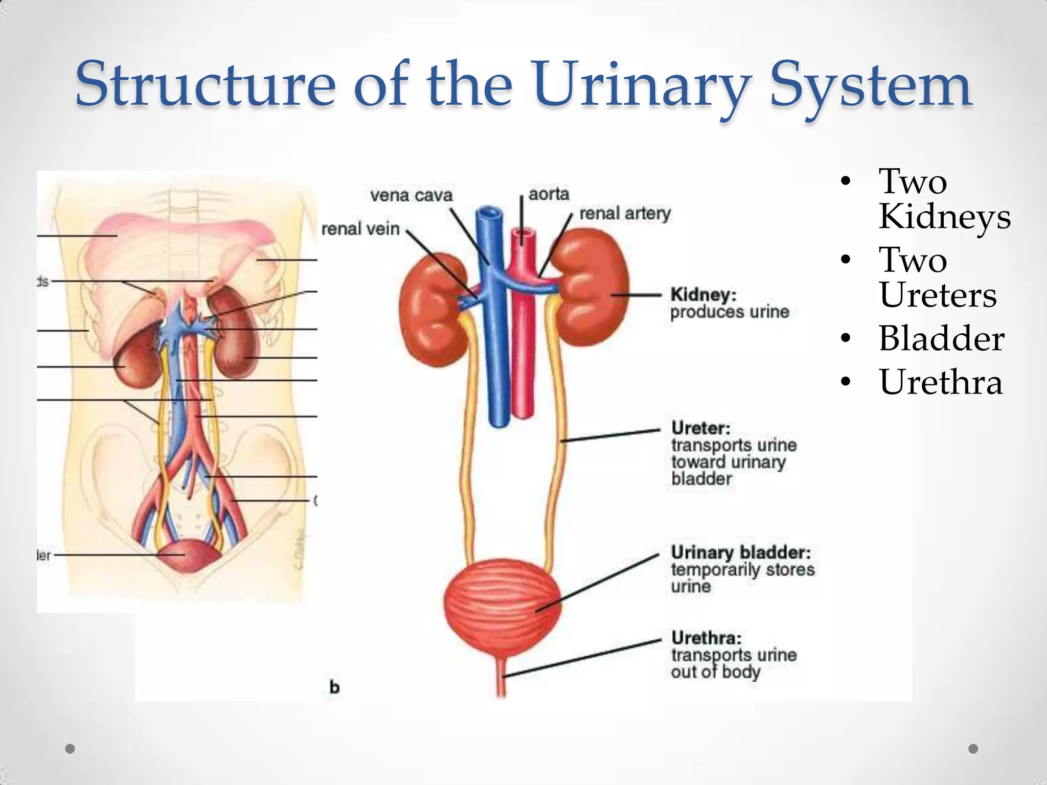 Structure of the Urinary System
                          • Two
                            Kidneys
                          • Two
                            Ureters
                          • Bladder
                          • Urethra
 