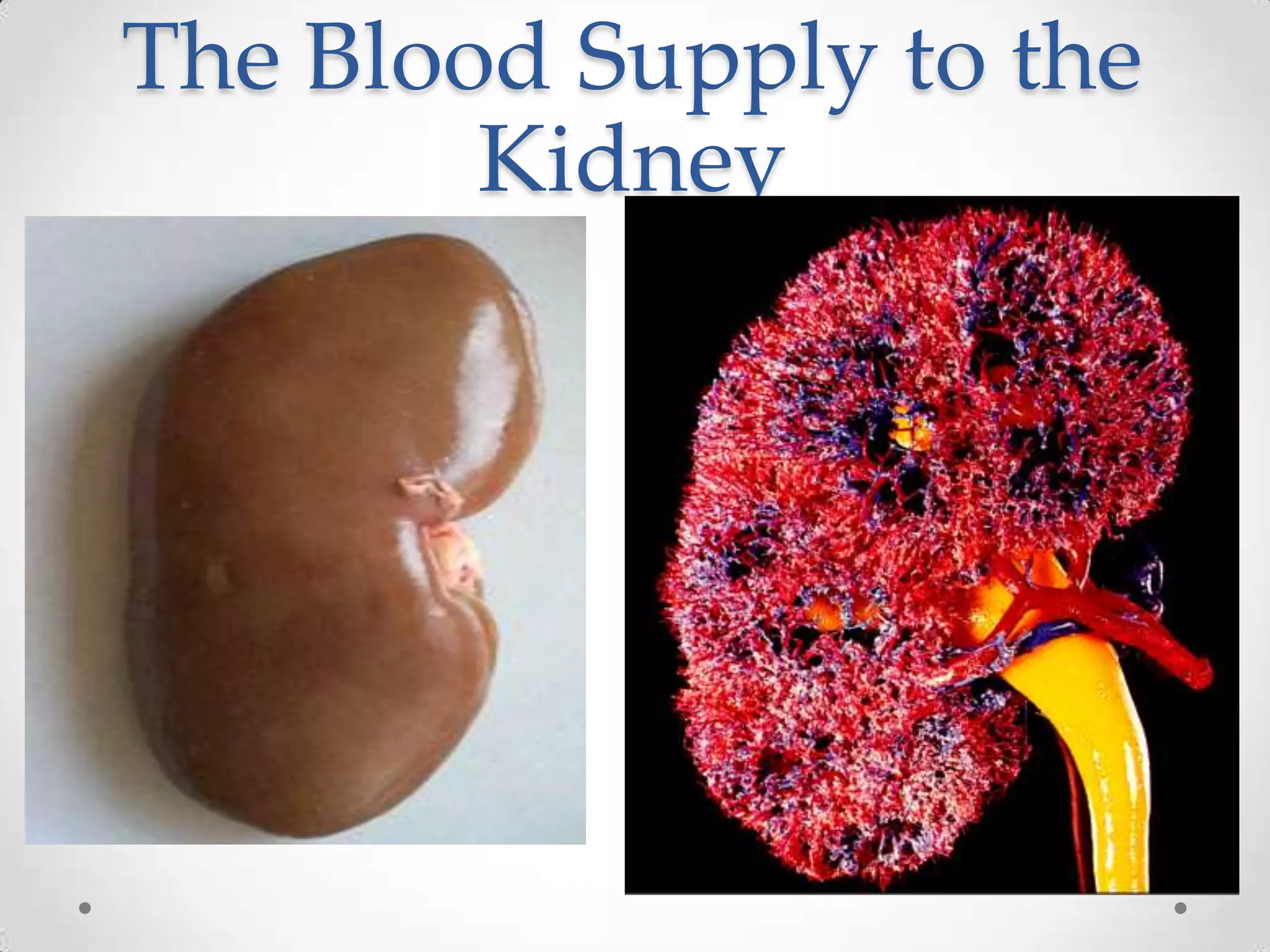 The Blood Supply to the
        Kidney
 