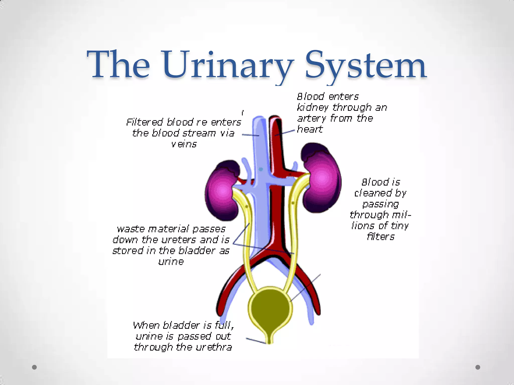 The Urinary System
 