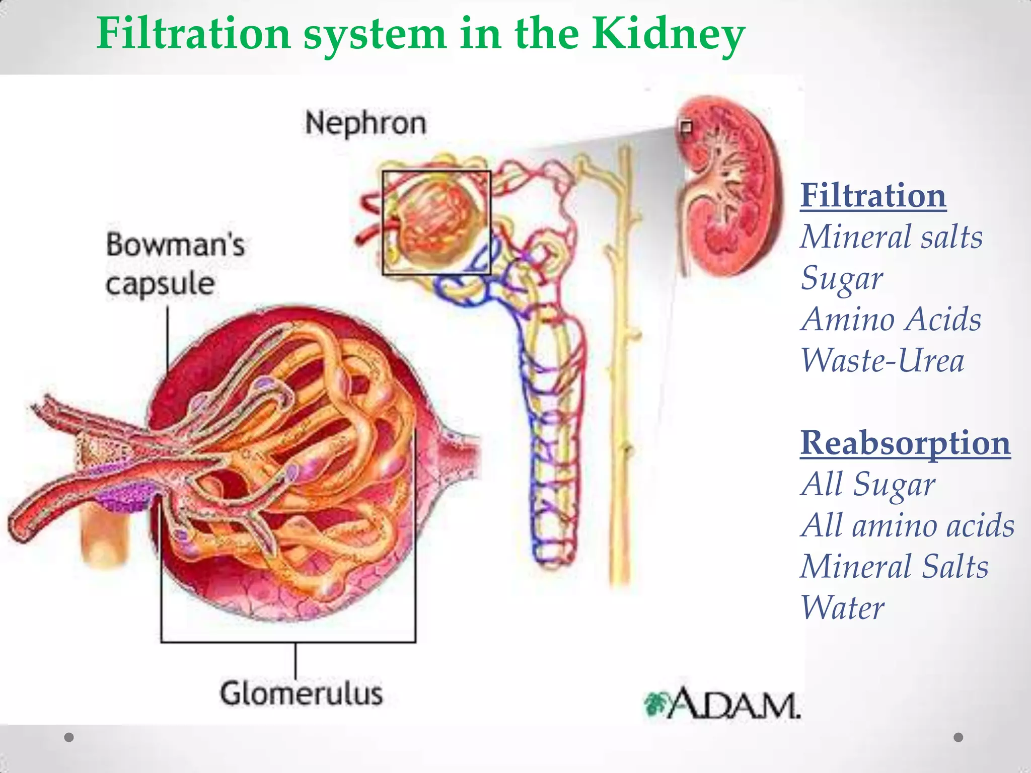 Filtration system in the Kidney


                                  Filtration
                                  Mineral salts
                                  Sugar
                                  Amino Acids
                                  Waste-Urea

                                  Reabsorption
                                  All Sugar
                                  All amino acids
                                  Mineral Salts
                                  Water
 