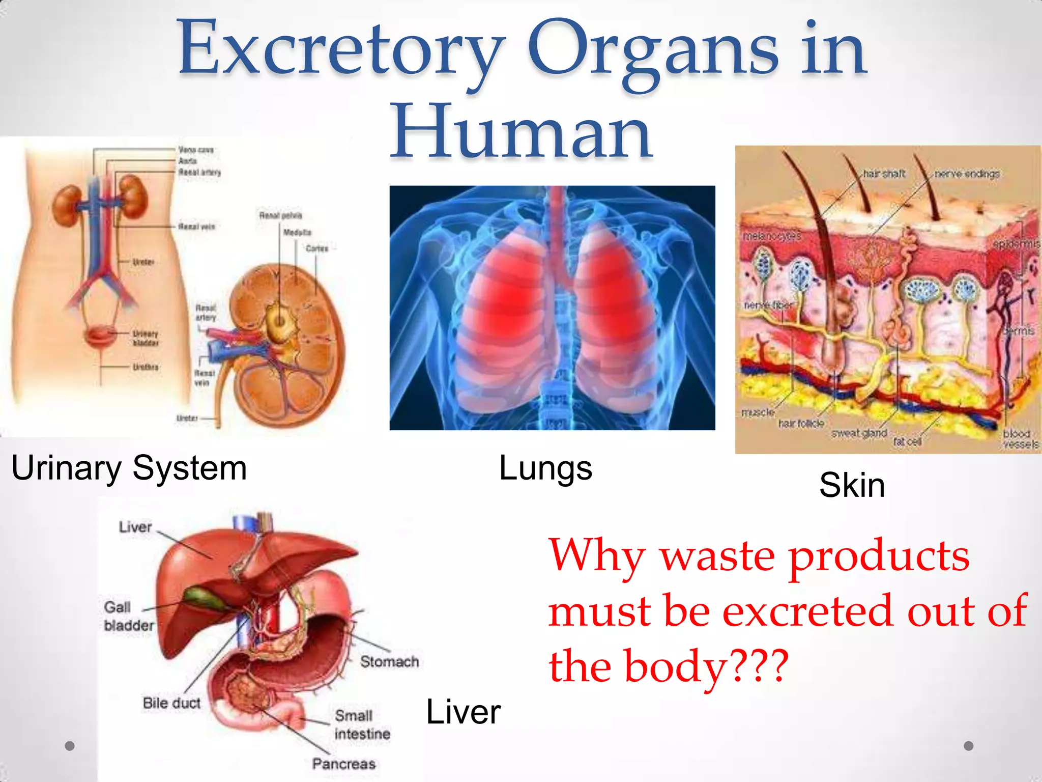 Excretory Organs in
               Human



Urinary System       Lungs           Skin

                         Why waste products
                         must be excreted out of
                         the body???
                 Liver
 