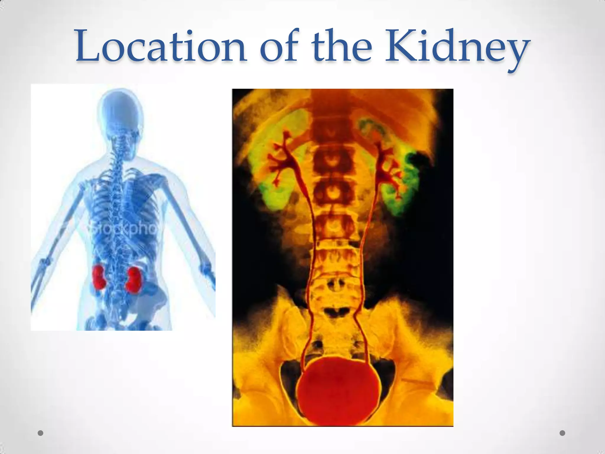 Location of the Kidney
 