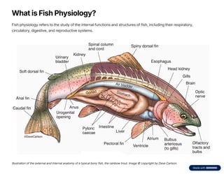 Chapter 3_Feeding Habits and Digestive Physiology of Fishes.…