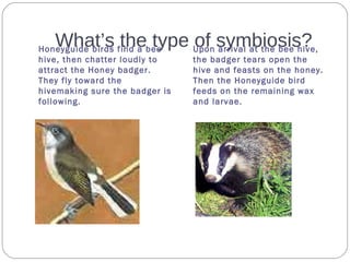 What’s the type of symbiosis?Honeyguide birds find a bee
hive, then chatter loudly to
attract the Honey badger.
They fly toward the
hivemaking sure the badger is
following.
Upon arrival at the bee hive,
the badger tears open the
hive and feasts on the honey.
Then the Honeyguide bird
feeds on the remaining wax
and larvae.
 