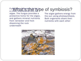 What’s the type of symbiosis?Fungi form lichens by living in
a close relationship with an
algae. The fungus provides a
protective home for the algae,
and gathers mineral nutrients
from rainwater and from
dissolving the rock
underneath
The algae gathers energy from
the sun using photosynthesis.
Both organisms share their
nutrients with each other
 