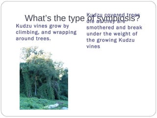 What’s the type of symbiosis?
Kudzu vines grow by
climbing, and wrapping
around trees.
Kudzu covered trees
die as they are
smothered and break
under the weight of
the growing Kudzu
vines
 