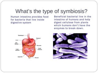 What’s the type of symbiosis?
Human intestine provides food
for bacteria that live inside
digestive system
Beneficial bacterial live in the
intestine of humans and help
digest cellulose from plants
which humans don’t have the
enzymes to break down.
 