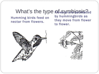 What’s the type of symbiosis?
Humming birds feed on
nectar from flowers.
Flowers are pollinated
by hummingbirds as
they move from flower
to flower.
 